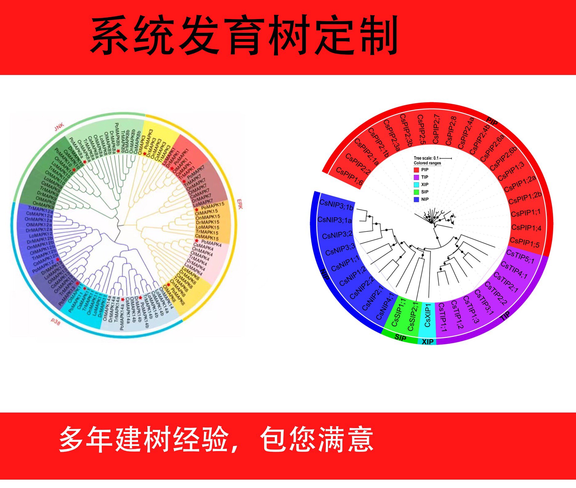 菌种鉴定/进化树系统发育树美化/进化树构建/基因家族分析