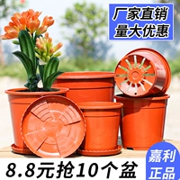 Жесткий джентльмен Джентльмен Ланлан Рассадка для рассады рассады