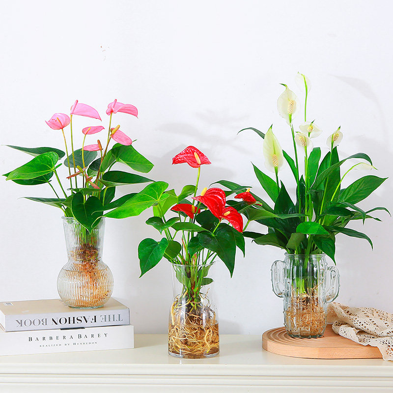 Anthurium hydroponic potted indoor easy-to-grow aquatic flowers white palm  green plant smooth sailing living room flower plant pink palm