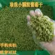 Зеленый маленький гранул изюм 20 кот [может пройти через соломинку
