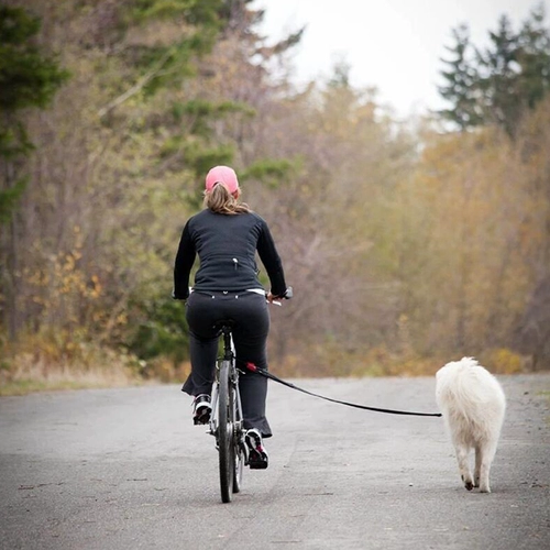 Велосипедная ходьба для собак веревка веревка черная маленькая средняя собака может упругой собака на открытом воздухе.