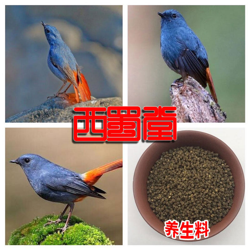 Xishutang Shiyan bird food Beihong tiger head phoenix nutrition strong fat bird food mountain blue fairy weng insect-loving miscellaneous bird bird food feed