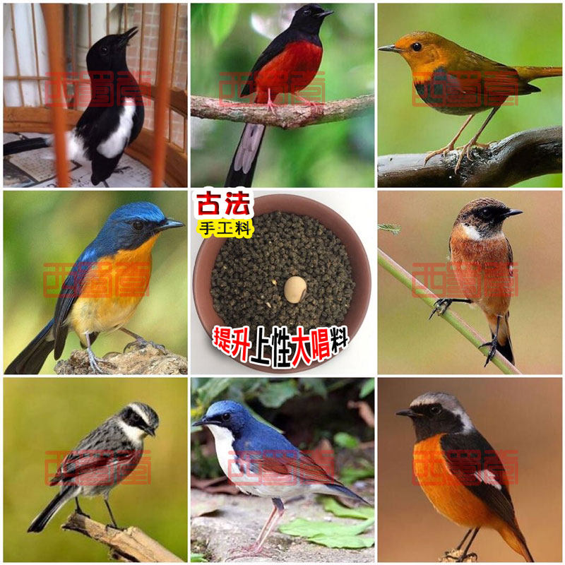 Xishutang handmade miscellaneous bird food to improve the sex, big singing, small black and white bird food feed, Beihong Mountain Blue Fairy Weng bird food