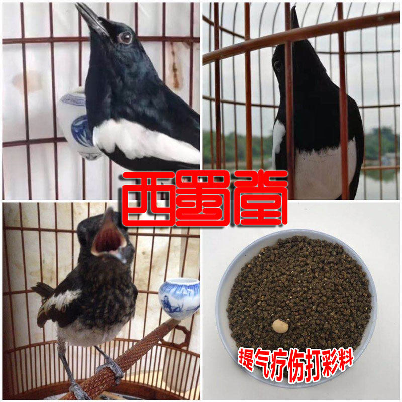 Xishutang handmade sixi bird food feed to lift gas to heal sixi playing color bird feed to improve sixi bird food
