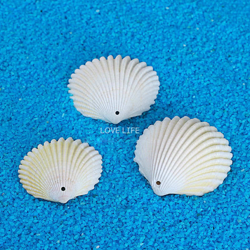 Natural punching shells eye-drilling conch kindergarten children's creative handmade diy activity materials home decorations