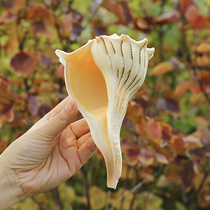 Natural left-handed spiral conch shell crafts ornaments landscaping real conch gift