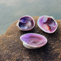 Natural purple large shell goose egg shell Mediterranean style ornaments shell crafts fish tank aquarium landscaping