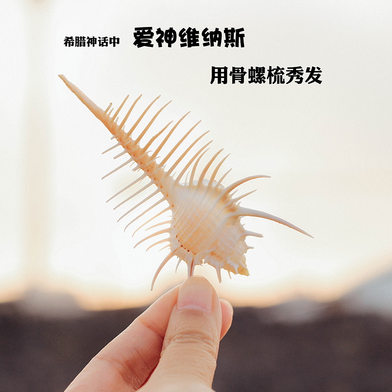 Natural sea screw shell Venus Spirit Spirit Spirit Spirit Local Mediterranean Cabinet Window Furnishing Diy Fish Bottle