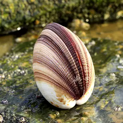 Natural giant bird shellfish couple shell bird tail clam conch shell home decoration ocean wind decoration fish tank landscape props