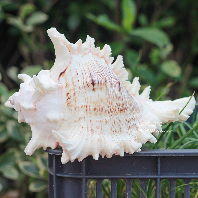 Large conch thousand-hand snail natural shell unicorn snail white chrysanthemum snail fish tank landscaping wedding props Mediterranean home decoration