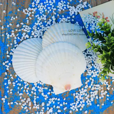 Natural super large white fan shell fish tank landscape kindergarten handmade diy graffiti painting props home wall stickers