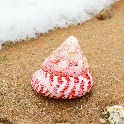 Natural conch shell red tower snail Pagoda Red Spot Bell snail fish tank landscape ocean wind home soft wedding props