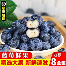 Yunnan fresh blueberry super large fruit ready-to-eat complementary food for pregnant women and babies seasonally picked blueberry king 125g box SF Express