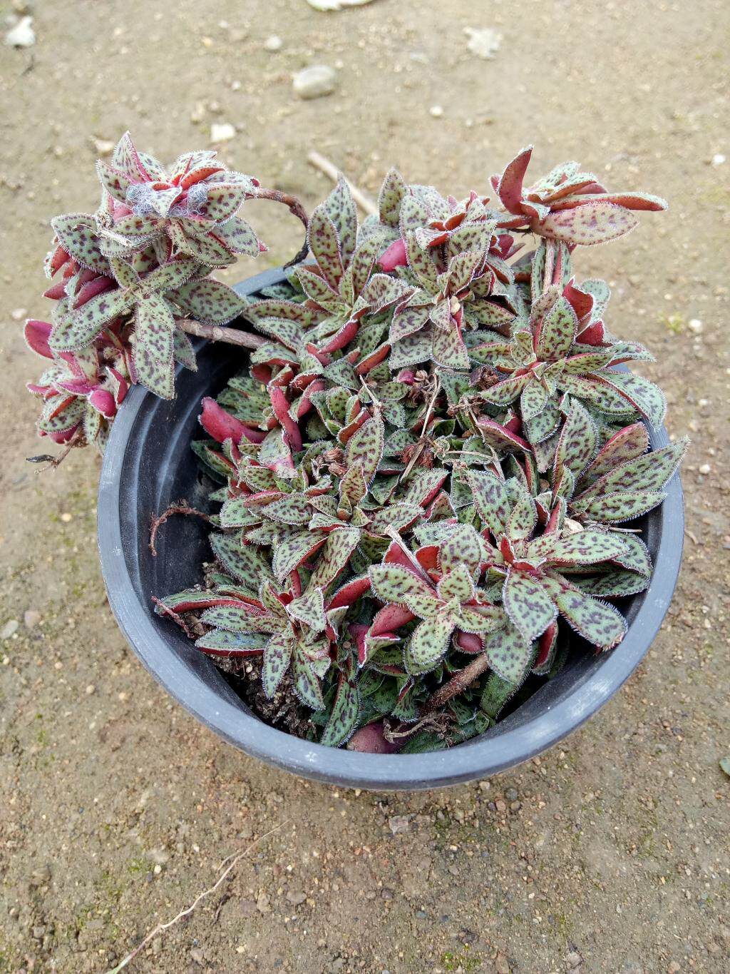 多肉植物花簪創意辦公室防輻射迷你盆栽優雅園藝