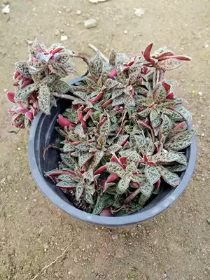 多肉植物花簪創意辦公室防輻射迷你盆栽優雅園藝