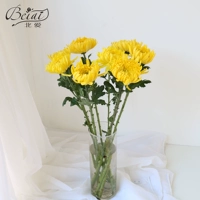 Серый желтый Chrysanthemum 10 ветвей [с бутылкой]