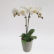 2 белого фалаенопсиса