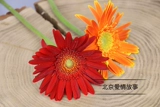 Пекинская семья Семейство города Пекин Тяньцзин подписывается на жизни Flowers Express Flower Francoal Africa Chrysanthemum Подсолнечник подсолнечника подсолнечника