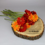 Пекинская семья Семейство города Пекин Тяньцзин подписывается на жизни Flowers Express Flower Francoal Africa Chrysanthemum Подсолнечник подсолнечника подсолнечника