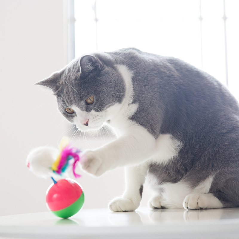 Cat supplies Tumbler mouse feather rod Tease cat self-hey Catnip kitten kittens relieve boredom Plush toys