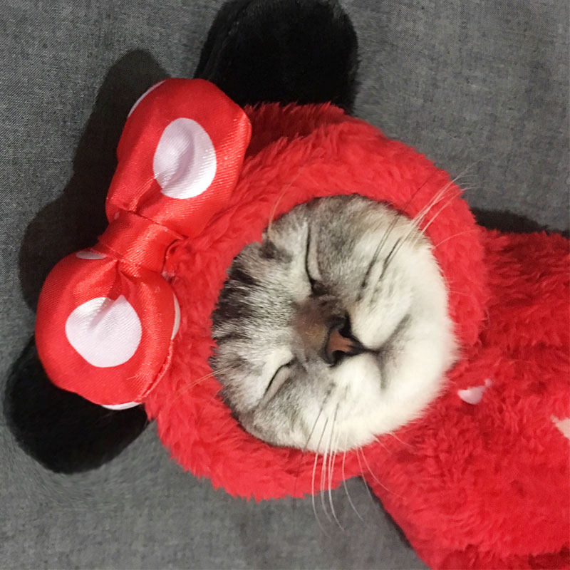 Hot cat spring and autumn thin clothes funny funny shifting kitten kitten kitten cat pet spring and autumn clothing red