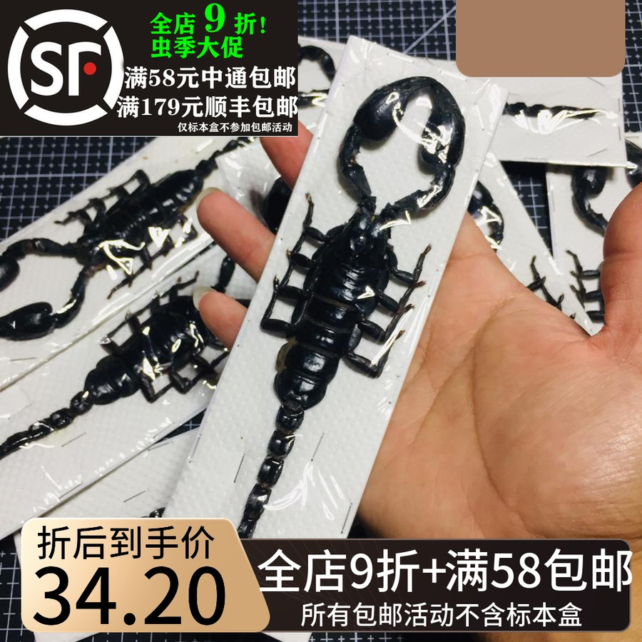 Laotic Scorpio giant black scorpion Heterometrus laoticus Rainforest Scorpion Spider Spider Specimen