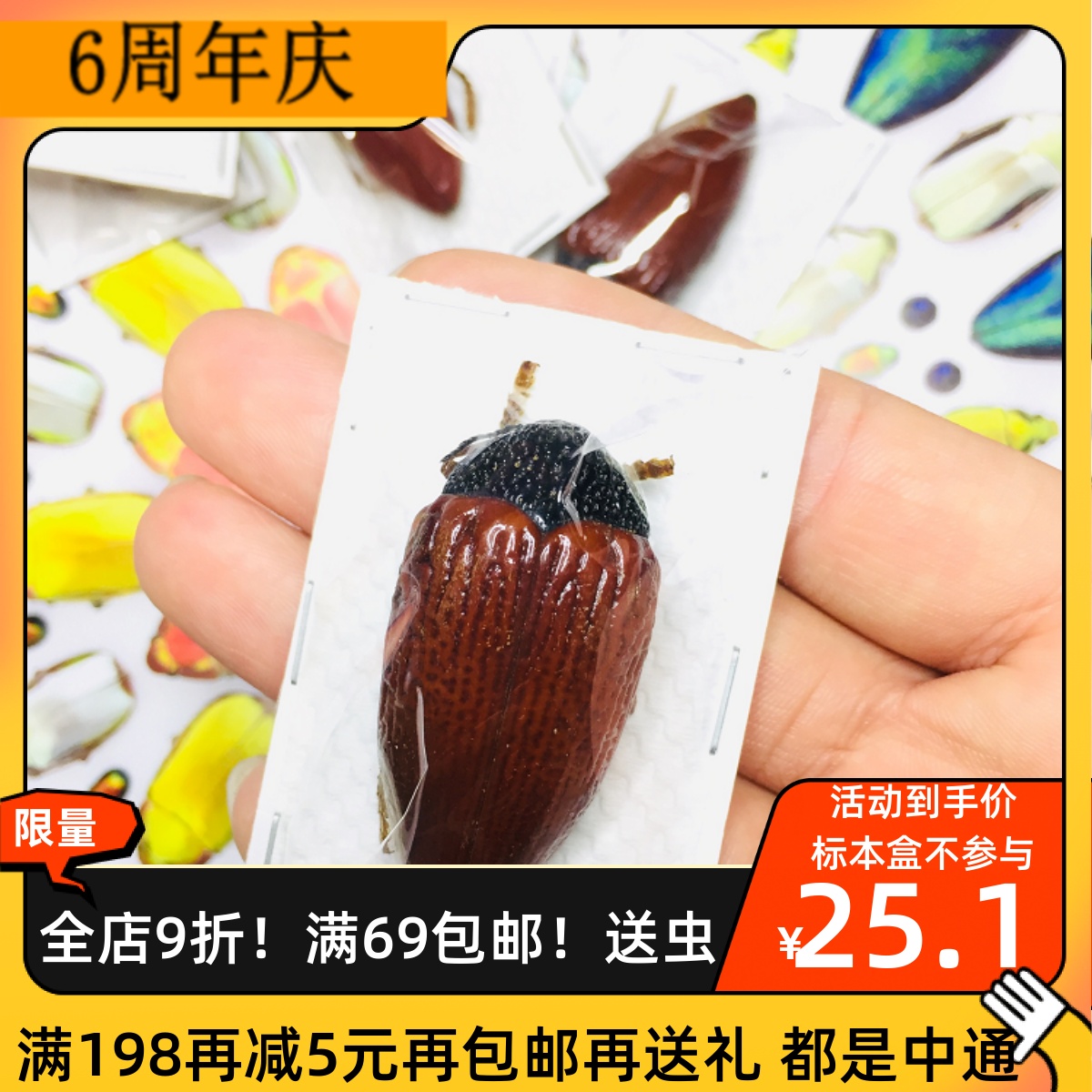 Rand blood chestnut beetle Sternocera hildebrandti butterfly insect stag beetle scarab beetle