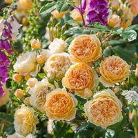 Аромат Принцесса аромат, лазанную, виноградные виноградные лозы четыре сезона [1,2-1,5 метра больших саженцев]