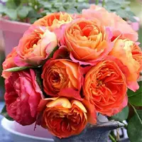 Тенгба скалолазание виноградные сезоны [1,2-1,5 метра больших саженцев]