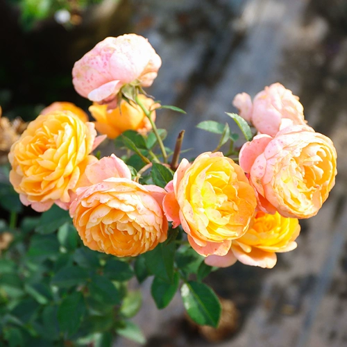 1,5 метра высокого розового цветочного цветочного цвета и винограда в этом сезоне.