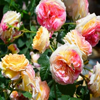 Джинсон поднимается на виноградные времена [1,2-1,5 метра больших саженцев]