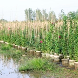 1,5 метра высокого розового цветочного цветочного цвета и винограда в этом сезоне.