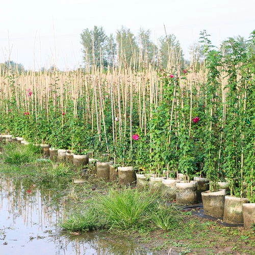 1,5 метра высокого розового цветочного цветочного цвета и винограда в этом сезоне.