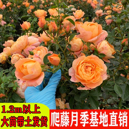 1,5 метра высокого розового цветочного цветочного цвета и винограда в этом сезоне.