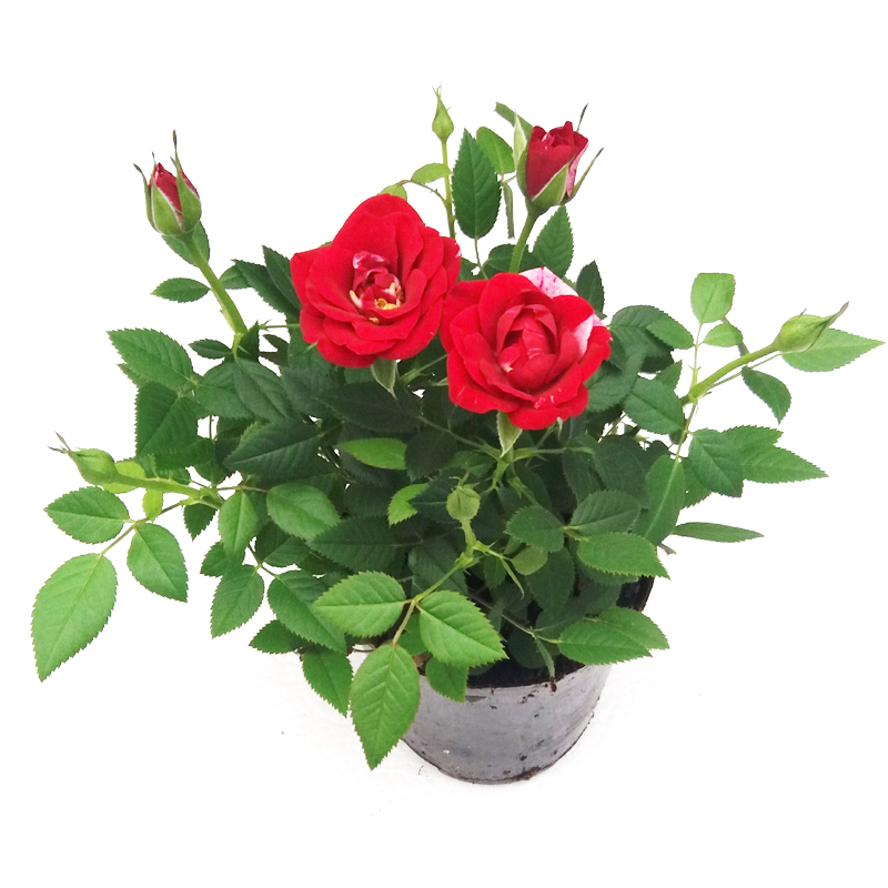 Miniature Moon Season Potted Rose Slim with Flower Shipping Moon Season Miao Office Desktop Floral Rose Miao