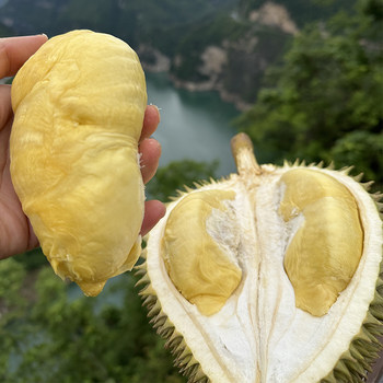 Vietnamese golden-waisted durian. fresh shelled durian. fruit core is too large.