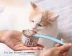 Cat Puff nhỏ hàu trắng sức khỏe súp lon mèo hộp trắng thân mực loạt 80g * 6 lon thức ăn ướt mèo ăn nhẹ - Đồ ăn nhẹ cho mèo thức ăn royal canin Đồ ăn nhẹ cho mèo