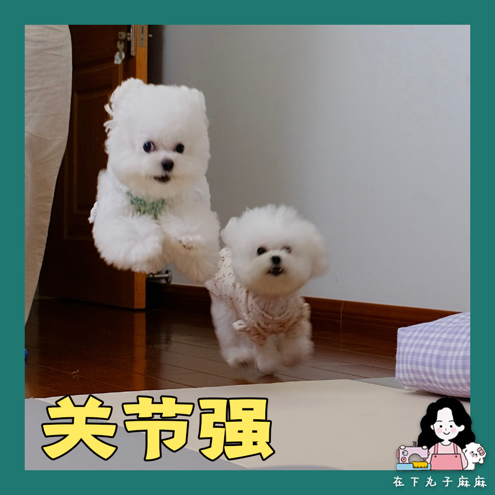 Under the meatball joints strong German Vickers Weaver 12 dogs and cats patella dislocation hip fracture repair