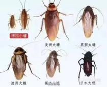 Chengdu Door-to-door Rat Cockroach Termites Flea Smelly Worms Disinfect Snake To Drive Insect Control Service