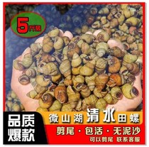 Weishan Lake fresh snails live mud snails no sediment tailed stone snails clean water screws tail cut fresh field snails 5 pounds