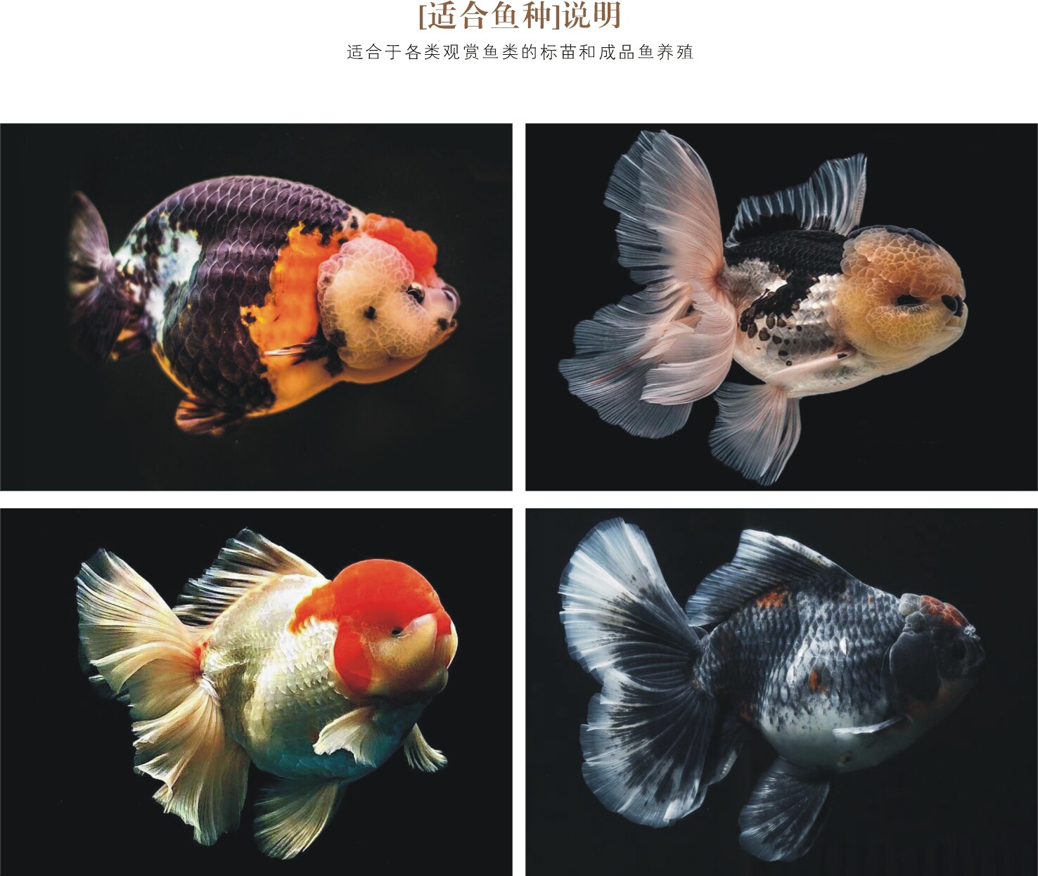 泰狮品种图片大全介绍,泰狮品种,兰寿品种全介绍(第10页)_大山谷图库