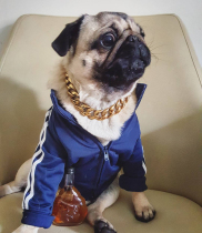 Bago French fighting dog gold chain small and medium dog collar pet necklace jewelry accessories pendant gold chain tide