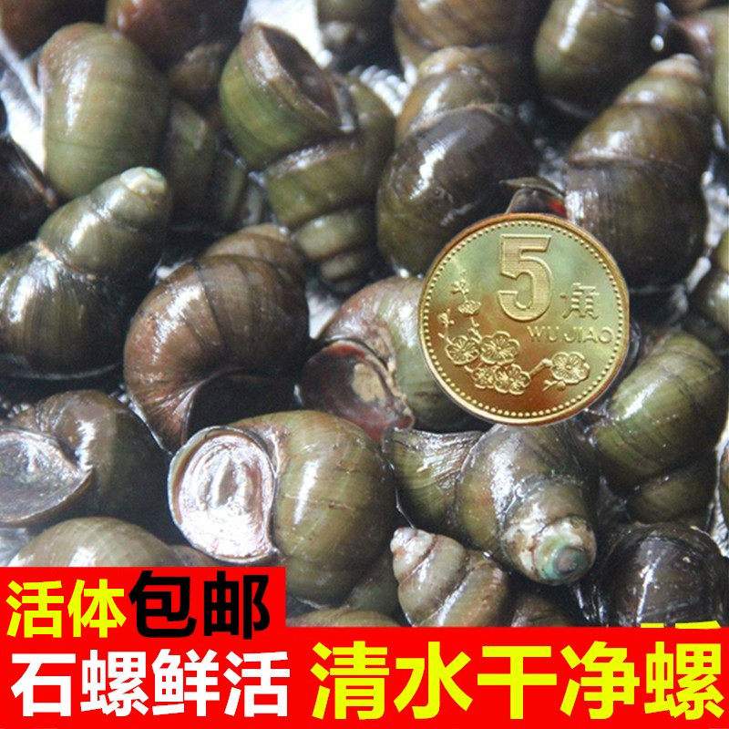 🌟新鲜出炉！尝鲜必备：鲜活石螺🌟-螺-淘宝好物网