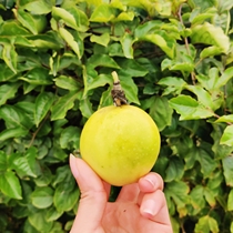 Chaoshan self-grown sweet golden fruit 5kg special yellow passion fruit fruit in the season