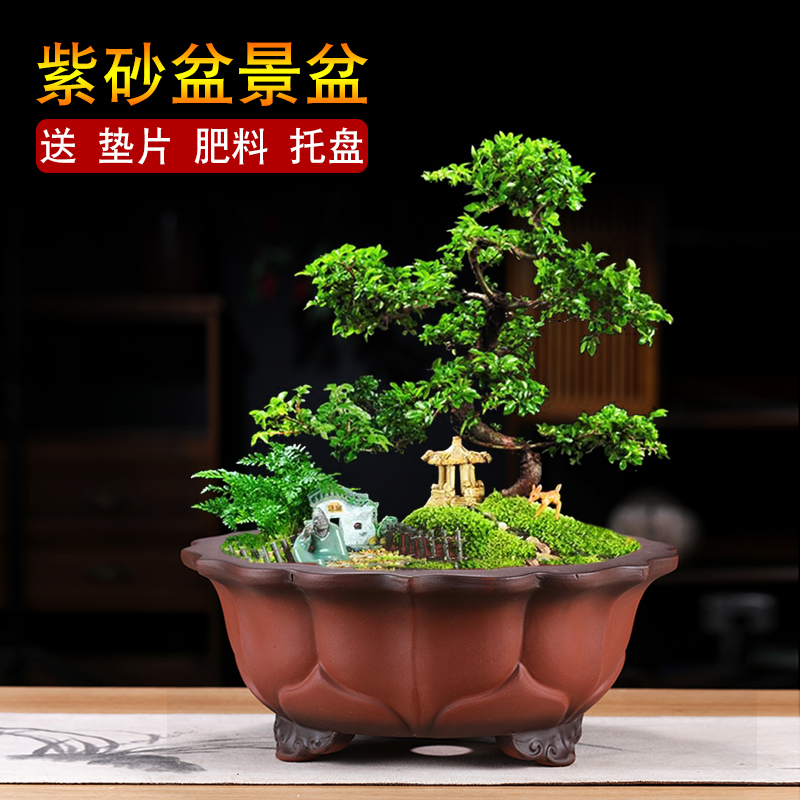 紫砂鉢 海棠盆 木瓜盆 梅花形鉢 盆栽鉢 植木鉢 小品盆栽鉢 大品盆栽鉢 紫砂鉢 海棠盆 木瓜盆 梅花形鉢 盆栽鉢 植木鉢 小品盆栽鉢 大