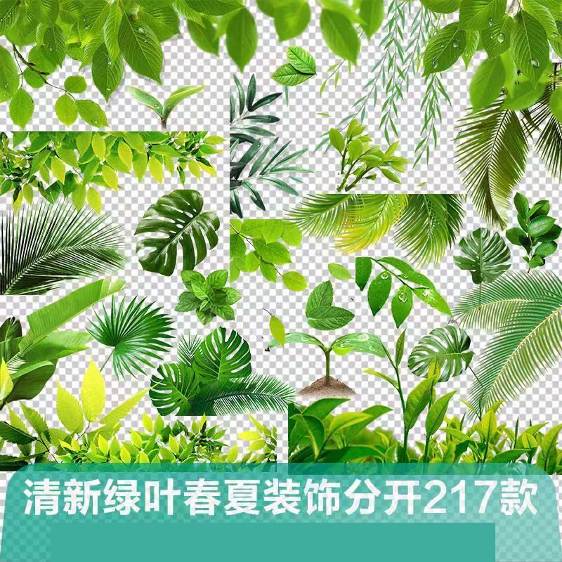 清新自然叶子边框绿叶嫩芽 热带植物春夏季装饰ps免抠png素材