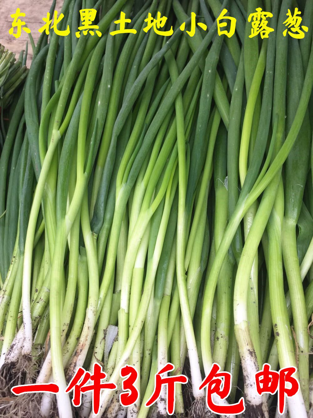 Small tender shallot white dew onion scallion onion and onion