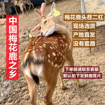 The whole head of sika deer antler straight hair from the place of origin no routine on-site selection