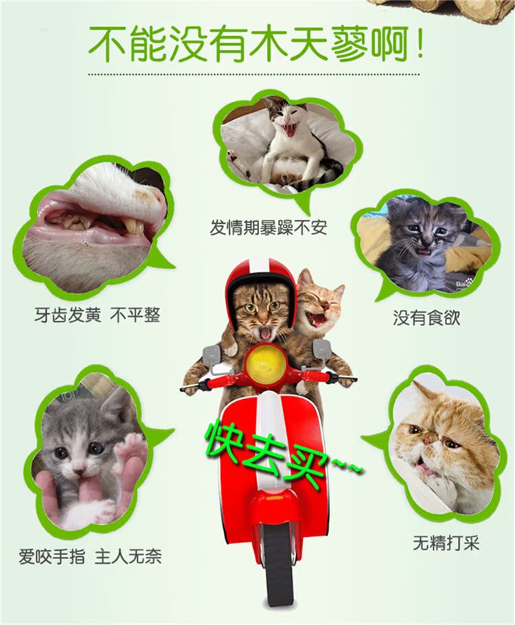 皇 宠物 棒 vào mèo ăn vặt gỗ tự nhiên 蓼 蓼 幼 猫 猫 调 调 hạt cho mèo con