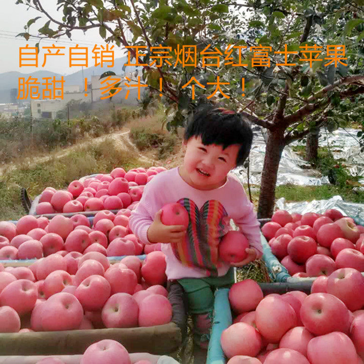 Authentic Tobacco Red Foji Apple Live Preferential Home Farm Now to Discover Hair